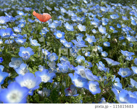 ネモフィラの花が咲く風景 115815683