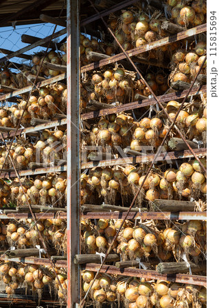 玉葱小屋に吊るされた淡路島産の新玉葱 玉葱小屋に吊るされた淡路島産の新玉葱 115815694