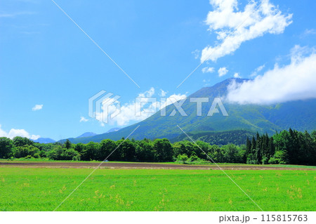 6月の黒姫山 115815763
