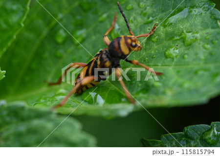 家の桑の木にいたトラフカミキリムシ 家の桑の木にいたトラフカミキリムシ 115815794