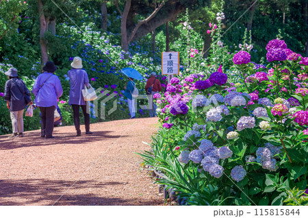 茨城県潮来市  二本松寺 紫陽花のある風景 115815844