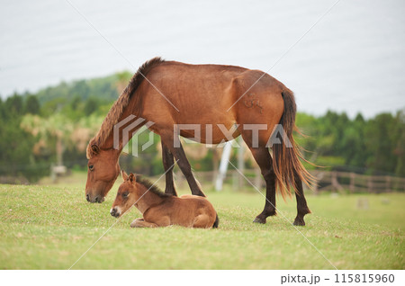 宮崎県 やさしく我が子を見守る母馬 宮崎県 やさしく我が子を見守る母馬 115815960