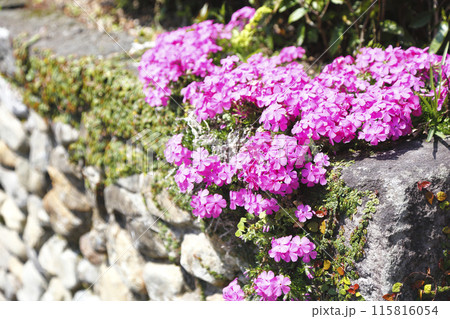 石垣の上に咲く芝桜 石垣の上に咲く芝桜 115816054