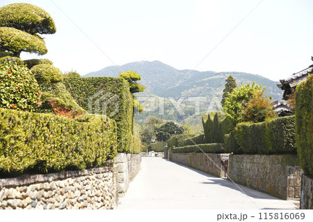 整然と綺麗に整備された知覧の武家屋敷の通り 整然と綺麗に整備された知覧の武家屋敷の通り 115816069