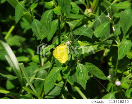 花の蜜を吸うキタキチョウ 花の蜜を吸うキタキチョウ 115816230