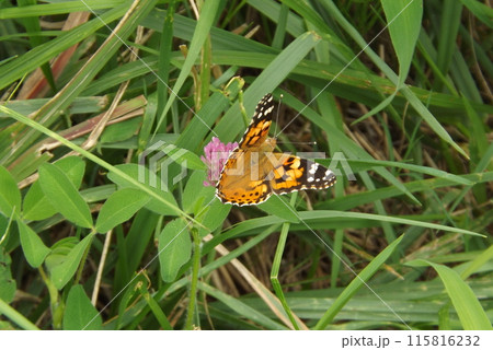 アカツメクサの蜜を吸うヒメアカタテハ 115816232