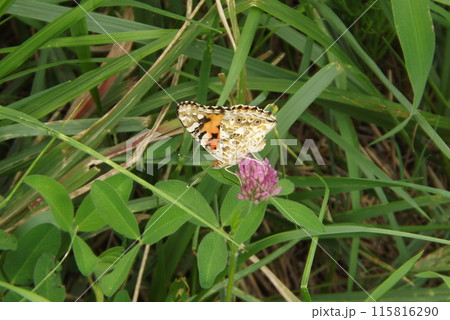 アカツメクサの蜜を吸うヒメアカタテハ アカツメクサの蜜を吸うヒメアカタテハ 115816290