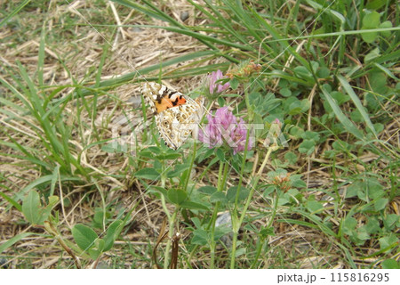 アカツメクサの蜜を吸うヒメアカタテハ 115816295