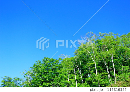 6月の戸隠山　　　春の戸隠山 115816325