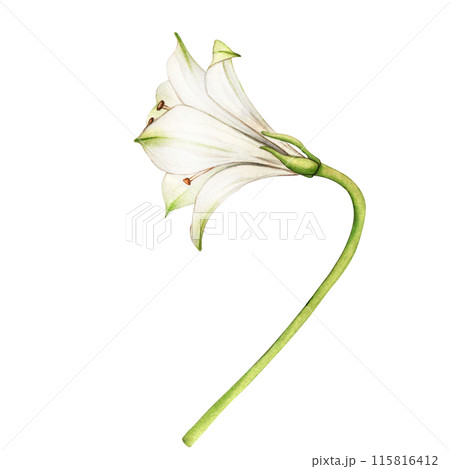 White flower. Watercolor floral illustration. Bouquet of alstroemeria. Lilies close-up on a white background. Floral spring background. Composition with beautiful blooming 115816412