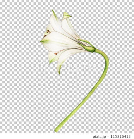 White flower. Watercolor floral illustration. Bouquet of alstroemeria. Lilies close-up on a white background. Floral spring background. Composition with beautiful blooming 115816412
