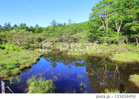 自然の宝庫 沼ッ原湿原/栃木県那須塩原市 自然の宝庫 沼ッ原湿原/栃木県那須塩原市 115816450