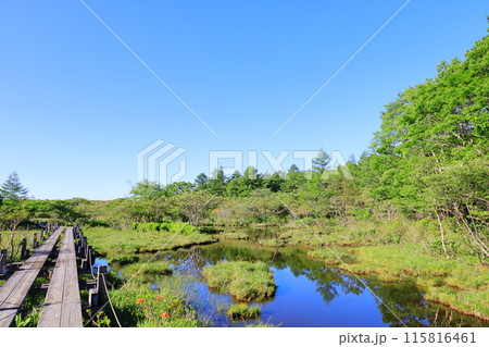 自然の宝庫　沼ッ原湿原／栃木県那須塩原市 115816461
