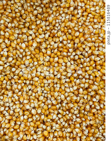 Lots of corn seed kernels for cooking as background Lots of corn seed kernels for cooking as background 115816489