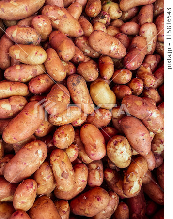 lots of potatoes after harvest for food as background lots of potatoes after harvest for food as background 115816543