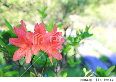 自然の宝庫　沼ッ原湿原／栃木県那須塩原市 115816643