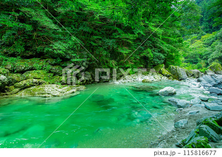 感動の安居渓谷 115816677