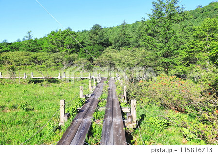 自然の宝庫　沼ッ原湿原／栃木県那須塩原市 115816713