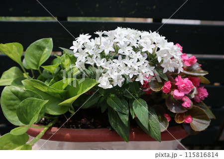 ペンタス、ベゴニアの寄せ植え 115816814