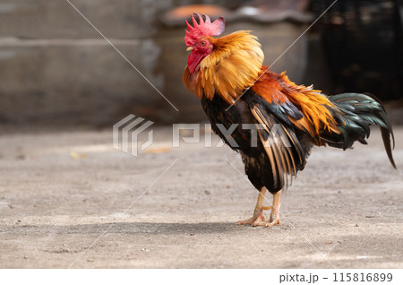 Chicken is shaking its feathers.Selective focus. Chicken is shaking its feathers.Selective focus. 115816899
