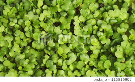 The texture of the micro greens of mustard sprouts. Juicy greens baby leaves. Farm. The texture of the micro greens of mustard sprouts. Juicy greens baby leaves. Farm. 115816903