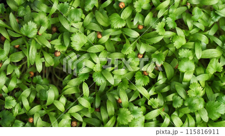 The texture of the micro greens of cilantro sprouts. Juicy greens baby leaves. The texture of the micro greens of cilantro sprouts. Juicy greens baby leaves. 115816911