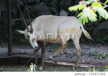 アラビアオリックス 115817163