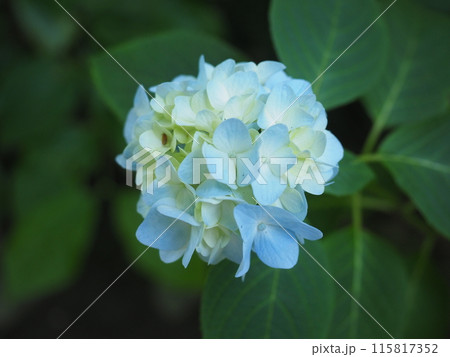 北鎌倉明月院の風景と植物 115817352