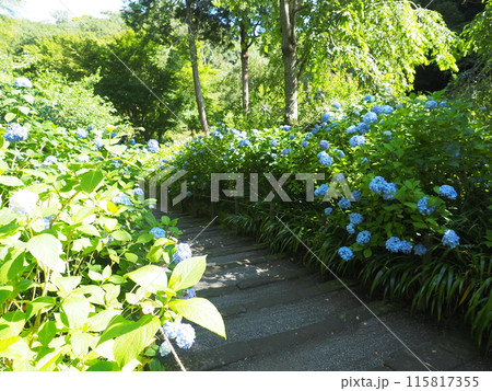 北鎌倉明月院の風景と植物 115817355