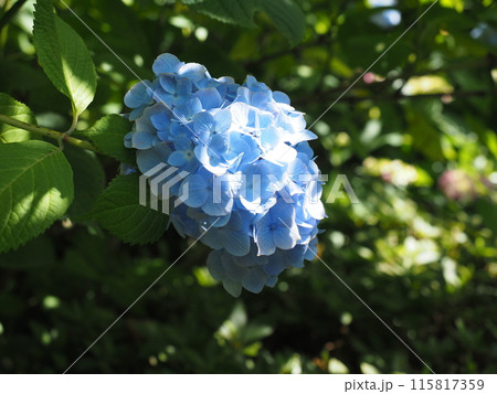北鎌倉明月院の風景と植物 北鎌倉明月院の風景と植物 115817359