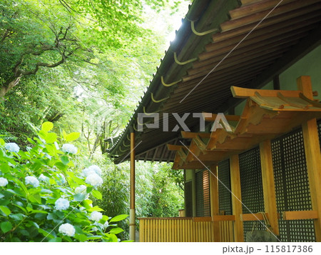 北鎌倉明月院の風景と植物 北鎌倉明月院の風景と植物 115817386