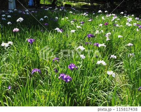 北鎌倉明月院の風景と植物 115817438