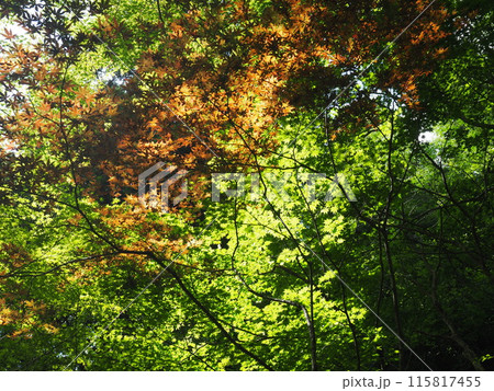 北鎌倉明月院の風景と植物 115817455