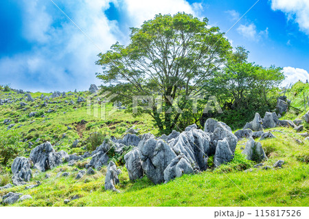 四国カルスト 天空の道 四国カルスト 天空の道 115817526