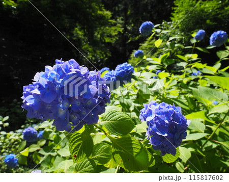 北鎌倉明月院の風景と植物 北鎌倉明月院の風景と植物 115817602