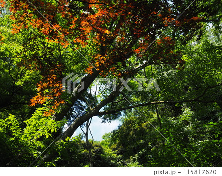 北鎌倉明月院の風景と植物 115817620