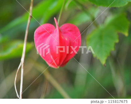 北鎌倉明月院の風景と植物 115817675