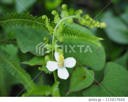 北鎌倉明月院の風景と植物 115817688