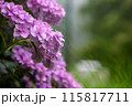 紫色の花を咲かせる紫陽花 115817711