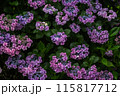 梅雨に咲く紫陽花 115817712