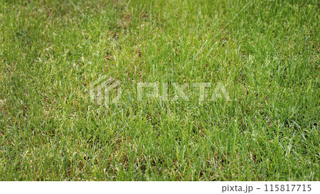 Decorative precise green mown lawn grass texture, background. 115817715