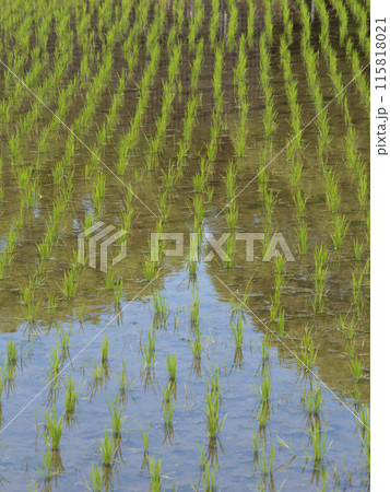 晴れた日の水田の風景 115818021
