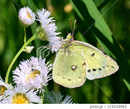 ハルジオンとモンキチョウ ハルジオンとモンキチョウ 115818063
