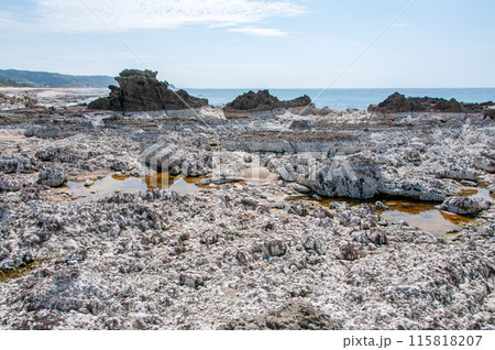 能登半島地震で隆起した海岸 2 115818207