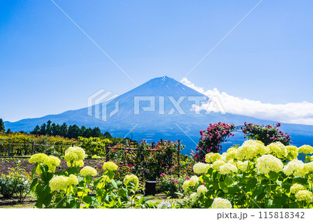 【静岡県】白糸自然公園のアジサイ(アナベル)越しに富士山 【静岡県】白糸自然公園のアジサイ(アナベル)越しに富士山 115818342