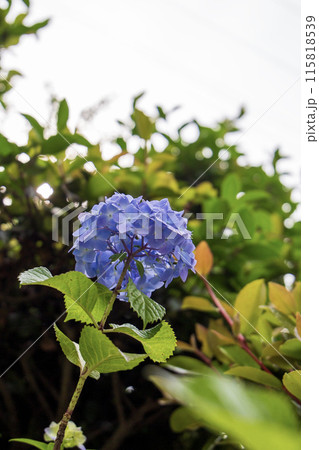 雨に濡れた紫陽花 115818539