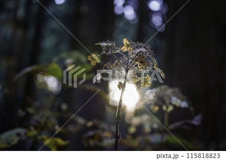 御岩神社　森に生える植物 115818823