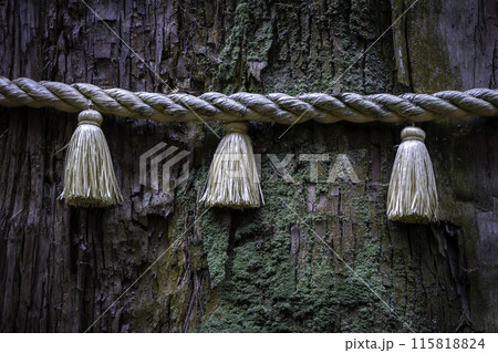御岩神社 御岩山の三本杉の注連縄 御岩神社 御岩山の三本杉の注連縄 115818824