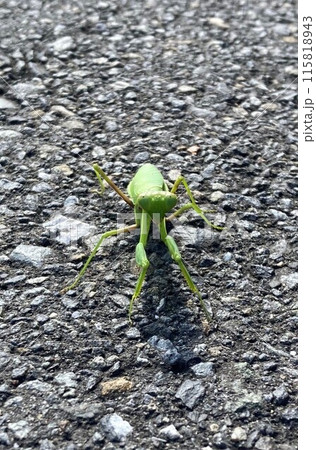カマキリですぞ！ 115818943