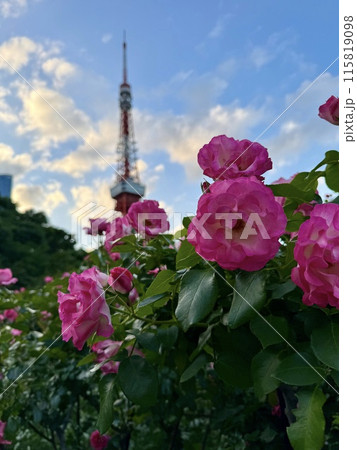 ピンクのバラ越しに見える東京タワー 115819098